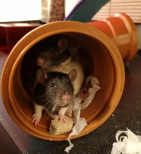 Picture of rats housed at UCB